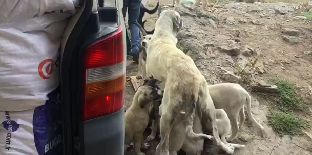 Gölpazarı’nda Sessiz Bekleyiş